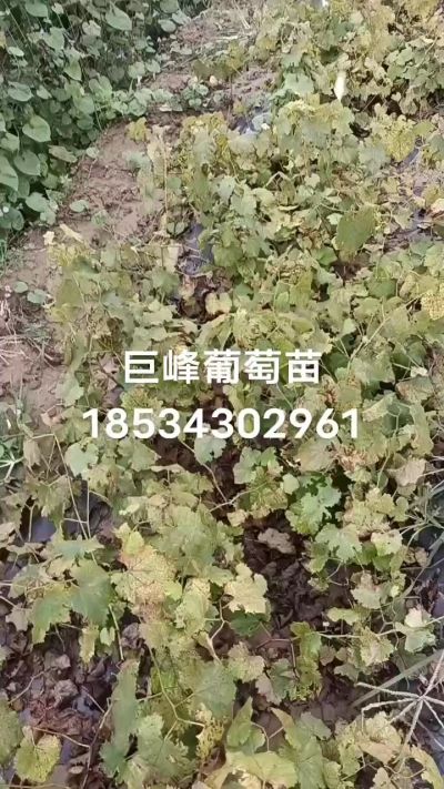 出售早熟巨峰葡萄苗。药用连翘苗，科研五号优质种苗，2/5年苗，药用连翘树，挂果树，全国包邮到家！财富密码18534302961