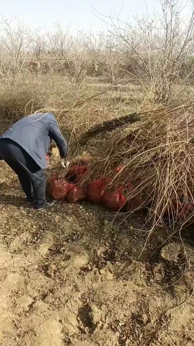 出售药用连翘苗，科研五号优质种苗，2/5年苗，药用连翘树，挂果树，全国包邮到家！财富密码18534302961出售药用连翘苗，科研五号优质种苗，2/5年苗，药用连翘树，挂果树，全国包邮到家！财富密码1