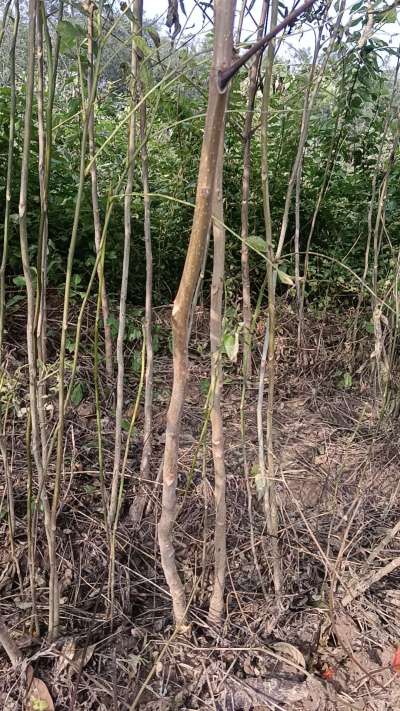 出售臭椿苗，巨峰葡萄苗。药用连翘苗，科研五号优质种苗，2/5年苗，药用连翘树，挂果树，全国包邮到家！财富密码18534302961