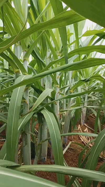 广西黑皮果蔗，从苗期到生长期全过程，高度，叶子长式