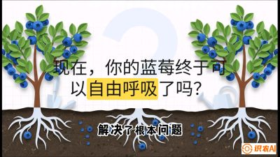 第3节：别把树&ldquo;憋死&rdquo;&mdash;&mdash;正确的定植与换盆手法,   课程：《蓝莓&ldquo;高产&rdquo;实战课：从选苗到丰收的10个关键点》