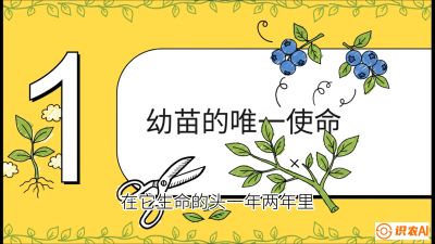 第6节：修剪决定产量（上）&mdash;&mdash;幼苗期与生长期修剪， 课程：《蓝莓&ldquo;高产&rdquo;实战课：从选苗到丰收的10个关键点》