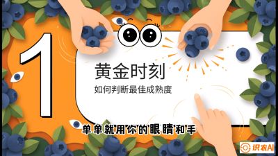 第10节：完美的&ldquo;果粉&rdquo;&mdash;&mdash;采摘时机与保鲜， 课程：《蓝莓&ldquo;高产&rdquo;实战课：从选苗到丰收的10个关键点》