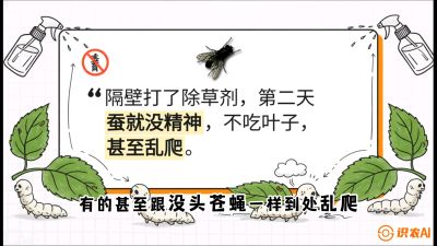 第05节：养蚕人的&ldquo;排雷战&rdquo;&mdash;&mdash;除草剂的生死禁忌，课程：《桑海淘金：桑树高产与蚕桑安全进阶实战课》