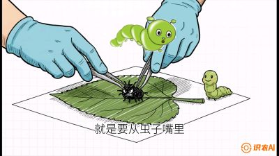 第07节：虫口夺叶（下）&mdash;&mdash;不得不打药时的&ldquo;解毒术&rdquo;，课程：《桑海淘金：桑树高产与蚕桑安全进阶实战课》