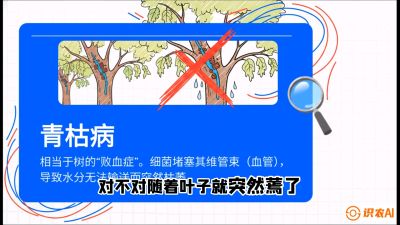 第08节：看不见的杀手&mdash;&mdash;青枯病与萎缩病，课程：《桑海淘金：桑树高产与蚕桑安全进阶实战课》