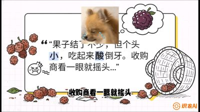 第10节：甜蜜的科学&mdash;&mdash;膨大、增甜与转色，课程：《桑海淘金：桑树高产与蚕桑安全进阶实战课》