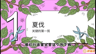 第11节：叶果双收&mdash;&mdash;特殊的夏伐与冬伐，课程：《桑海淘金：桑树高产与蚕桑安全进阶实战课》