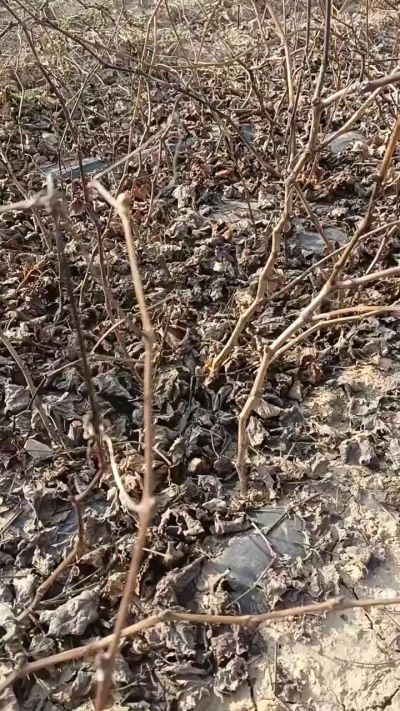 出售巨峰葡萄苗。药用连翘苗，科研五号优质种苗，2/5年苗，药用连翘树，挂果树，全国包邮到家！财富密码18534302961