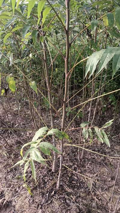 臭椿树苗，一年苗，需要联系我
