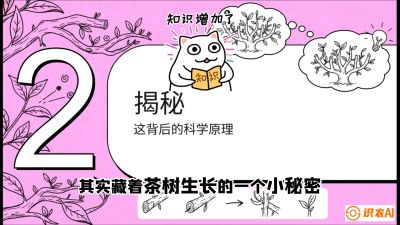 第04节（修剪篇）：树势复活术：从&ldquo;越剪越弱&rdquo;到&ldquo;枝繁叶茂&rdquo;的能量管理与夏秋茶逆袭，课程：《茶金时代：从&ldquo;看天吃饭&rdquo;到&ldquo;精准控局&rdquo;的茶叶高产提质实战课》