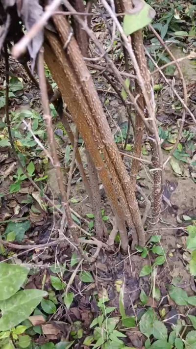 出售药用连翘苗，科研五号优质种苗，2/5年苗，药用连翘树，挂果树，全国包邮到家！财富密码18534302961出售药用连翘苗，科研五号优质种苗，2/5年苗，药用连翘树，挂果树，全国包邮到家！财富密码1