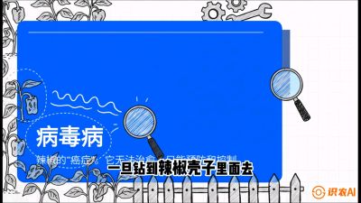 第5节：【病毒病阻击】辣椒的&ldquo;癌症&rdquo;怎么治？从&ldquo;绝收恐慌&rdquo;到&ldquo;带毒生产&rdquo;的逆转术，课程：《辣椒种植实战特训营，从工业辣椒到精品小米辣，教你如何把&ldquo;草&rdquo;种成&ldquo;金&rdquo;》