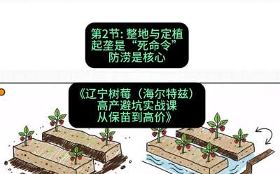 第二节： 整地与定植&mdash;&mdash;起垄是&ldquo;死命令&rdquo;，防涝是核心，课程：《辽宁树莓（海尔特兹）高产避坑实战课：从保苗到高价》