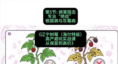 第五节： 病害阻击&mdash;&mdash;专治&ldquo;绝症&rdquo;根腐病与灰霉病，课程：《辽宁树莓（海尔特兹）高产避坑实战课：从保苗到高价》