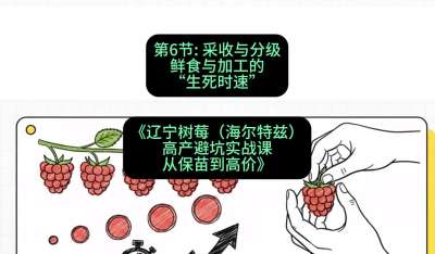 第六节： 采收与分级&mdash;&mdash;鲜食与加工的&ldquo;生死时速&rdquo;，课程：《辽宁树莓（海尔特兹）高产避坑实战课：从保苗到高价》