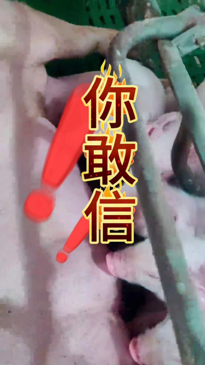 小猪抢不到奶，干瘦不长肉？成活率总上不去？😭
自从用上南商农科这款仔猪补奶机，再也没这烦恼！
✅ 一键设置下料参数，新手也能上手
✅ 恒温补奶，小猪抢着喝，长势超均匀
从车间精工组装到猪场落地使用，每