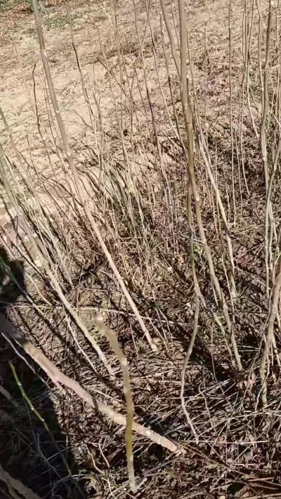 出售臭椿苗，巨峰葡萄苗。药用连翘苗，科研五号优质种苗，2/5年苗，药用连翘树，挂果树，全国包邮到家！财富密码18534302961