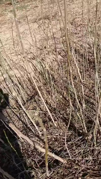 出售臭椿苗，巨峰葡萄苗。药用连翘苗，科研五号优质种苗，2/5年苗，药用连翘树，挂果树，全国包邮到家！财富密码18534302961