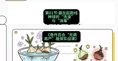 第01节：赢在起跑线&mdash;&mdash;种球的&ldquo;洗澡&rdquo;与&ldquo;消毒&rdquo;，课程：《卷丹百合&ldquo;无病高产&rdquo;植保实战课》#识农AI