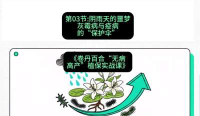 第03节：阴雨天的噩梦&mdash;&mdash;灰霉病与疫病的&ldquo;保护伞&rdquo;，课程：《卷丹百合&ldquo;无病高产&rdquo;植保实战课》#识农AI