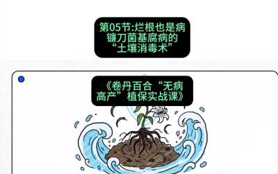 第05节：烂根也是病&mdash;&mdash;镰刀菌基腐病的&ldquo;土壤消毒术&rdquo; ，课程：《卷丹百合&ldquo;无病高产&rdquo;植保实战课》#识农AI