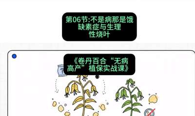 第06节：不是病那是饿&mdash;&mdash;缺素症与生理性烧叶 ，课程：《卷丹百合&ldquo;无病高产&rdquo;植保实战课》#识农AI