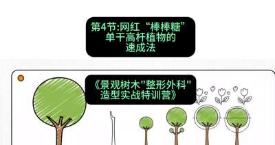 第04节：网红&ldquo;棒棒糖&rdquo;&mdash;&mdash;单干高杆植物的速成法，课程：《景观树木&ldquo;整形外科&rdquo;造型实战特训营》#识农AI
