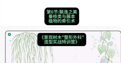 第06节：飘逸之美&mdash;&mdash;垂枝类与藤本植物的牵引术，课程：《景观树木&ldquo;整形外科&rdquo;造型实战特训营》#识农AI