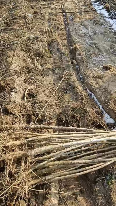 臭椿树苗，一年苗，需要联系18534302961