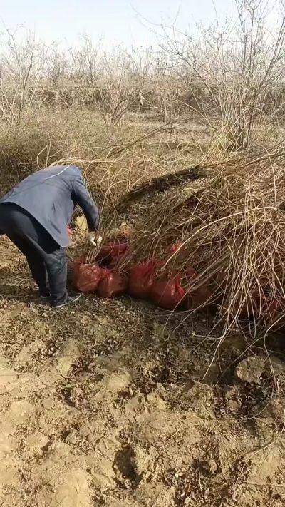 出售药用连翘苗，科研五号优质种苗，2/5年苗，药用连翘树，挂果树，全国包邮到家！财富密码18534302961出售药用连翘苗，科研五号优质种苗，2/5年苗，药用连翘树，挂果树，全国包邮到家！财富密码1