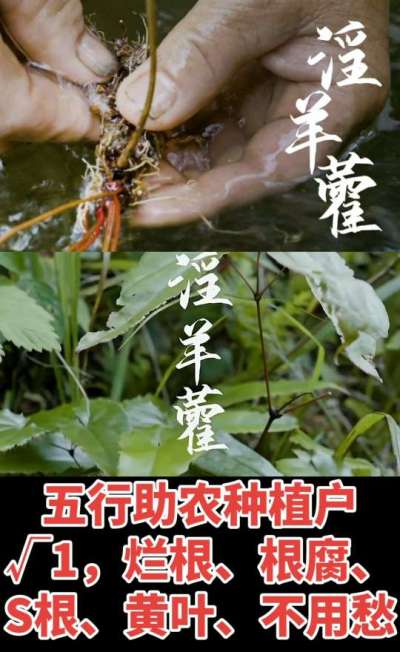 177，1907，0725，V 同号
1  老乡们！种淫羊藿不用乱买肥，咱这款专用肥，针对淫羊藿习性配的，壮苗防烂根，采收多卖钱，用过都回头！
2  咱种淫羊藿图的就是省心高产！专用肥薄肥勤施，苗不烧