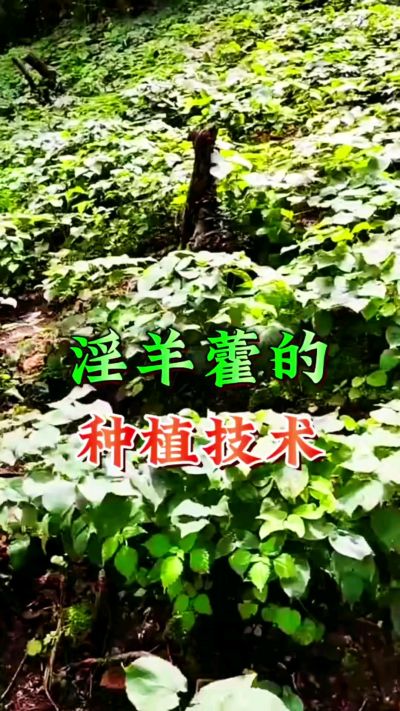 揭秘&ldquo;仙草&rdquo;淫羊藿的种植密码！耐严寒耐贫瘠，林下套种不占耕地，管理简单还能套种其他作物，一亩地的投入两亩地的收益～ 想返乡创业的赶紧码住！ #淫羊藿种植技术 #返乡创业项目 #药材种植指南 #农业新风