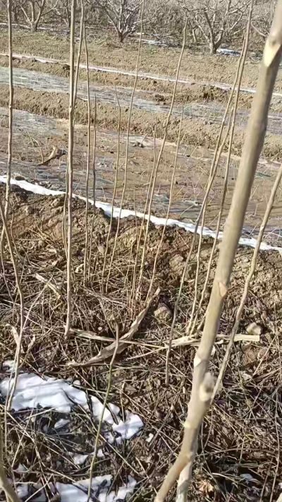 臭椿苗，一年苗，需要联系我，全国包邮到家。18534302961