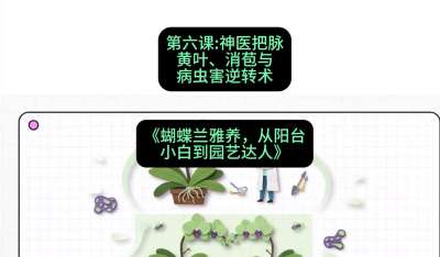 第六节：神医把脉：黄叶、消苞与病虫害逆转术，课程：《蝴蝶兰雅养六讲：从阳台小白到园艺达人》#识农AI