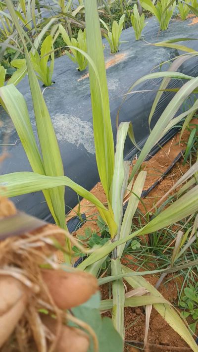 黑甘蔗种植下去，三个月。第一次追肥，