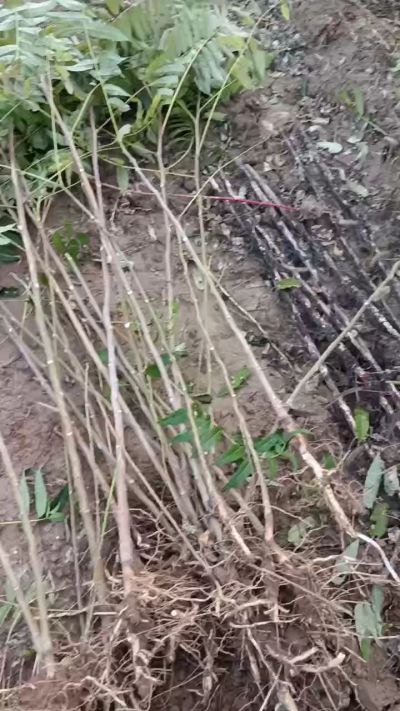 出售臭椿苗，巨峰葡萄苗。药用连翘苗，科研五号优质种苗，2/5年苗，药用连翘树，挂果树，全国包邮到家！财富密码18534302961