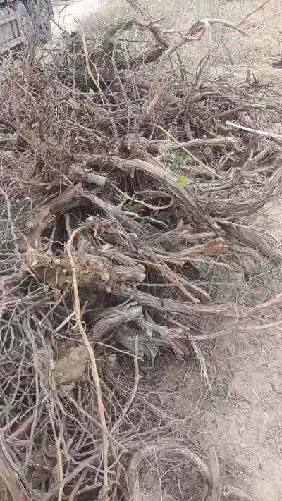 巨峰葡萄树，地径3/6公分，需要联系