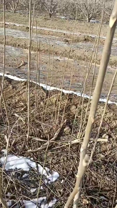 出售臭椿苗，巨峰葡萄苗。药用连翘苗，科研五号优质种苗，2/5年苗，药用连翘树，挂果树，全国包邮到家！财富密码18534302961