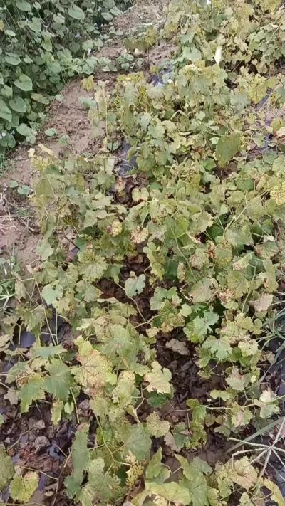 出售巨峰葡萄苗。药用连翘苗，科研五号优质种苗，2/5年苗，药用连翘树，挂果树，全国包邮到家！财富密码18534302961