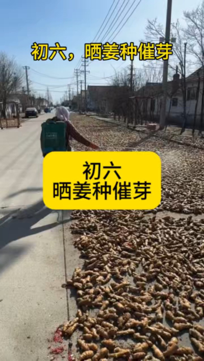 大年初六，晒姜种催芽