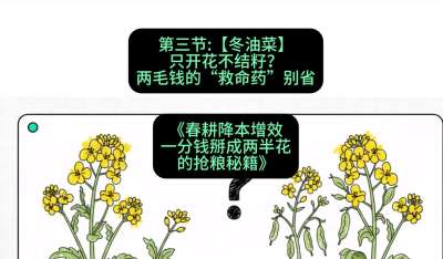 第三节：【冬油菜】只开花不结籽？两毛钱的&ldquo;救命药&rdquo;别省