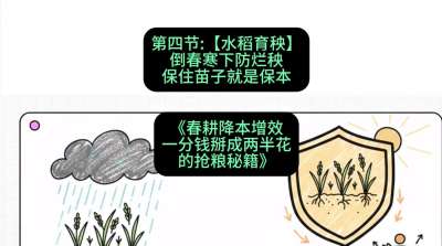 第四节：【水稻育秧】倒春寒下防烂秧，保住苗子就是保本