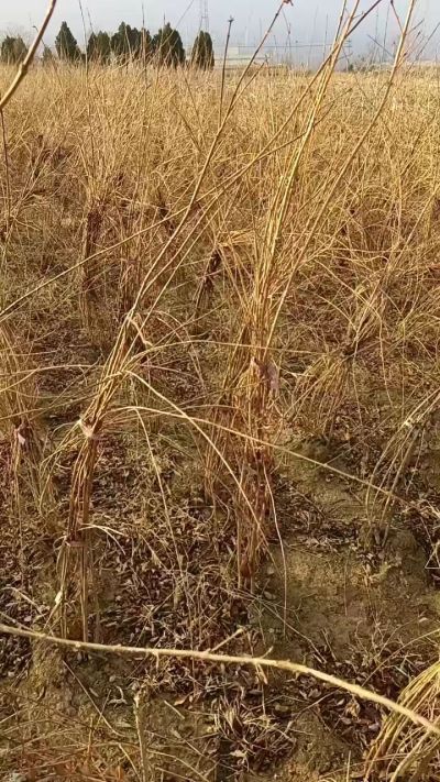 出售药用连翘苗，科研五号优质种苗，2/5年苗，药用连翘树，挂果树，全国包邮到家！财富密码18534302961出售药用连翘苗，科研五号优质种苗，2/5年苗，药用连翘树，挂果树，全国包邮到家！财富密码1